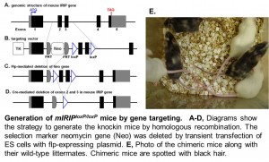 IRIP KO mice generation